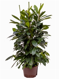 Ficus cyathistipula 6pp 130 cm