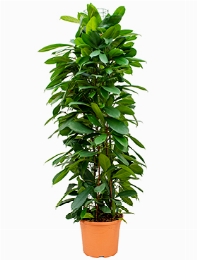 Ficus cyathistipula Draadzuil 150 cm