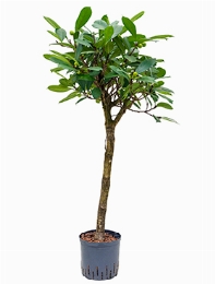 Ficus cyathistipula Stam 120 cm