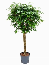 Ficus danielle Stam 130 cm