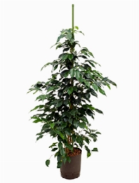 Ficus danielle Toef 100 cm