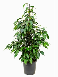 Ficus danielle Toef 100 cm