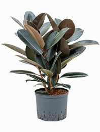 Ficus elastica abidjan Bush 75 cm