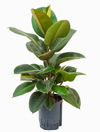 Ficus elastica robusta 1pp 70 cm