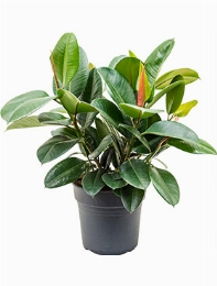 Ficus elastica robusta Bush 90 cm