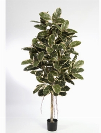 Ficus elastica Var. Vertakt