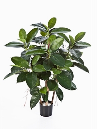 Ficus elastica Vertakt