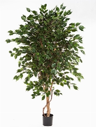 Ficus exotica Bol