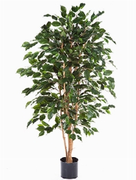 Ficus exotica Vertakt