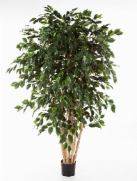 Ficus exotica Vertakt