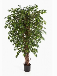 Ficus hawaiian liana Vertakt