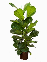 Ficus lyrata 2pp 120 cm