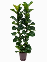 Ficus lyrata bambino 2pp 130 cm