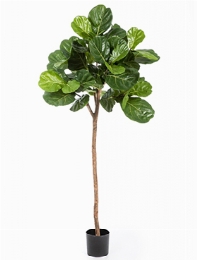 Ficus lyrata Bol