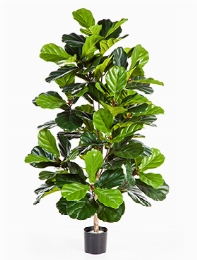 Ficus lyrata Bush