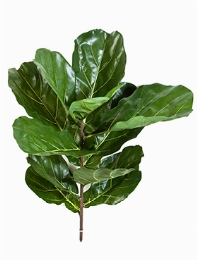 Ficus lyrata fiddle Tak (11 Lvs.)