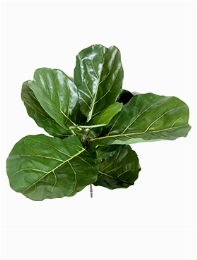 Ficus lyrata fiddle Tak (7 Lvs.)