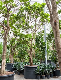 Ficus lyrata Stam (600-650) 625 cm