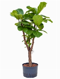 Ficus lyrata Stam vertakt 140 cm