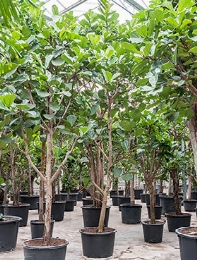 Ficus lyrata Stam vertakt 450 cm