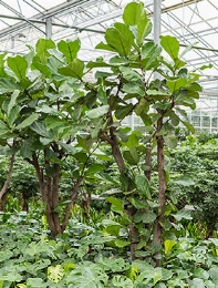 Ficus lyrata Vertakt 260 cm