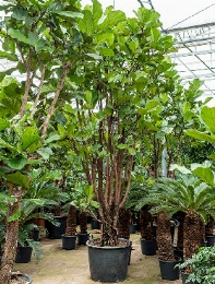 Ficus lyrata Vertakt 400 cm