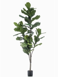 Ficus lyrata Vertakt (50 lvs.)