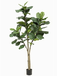 Ficus lyrata Vertakt (65 lvs.)