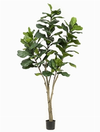 Ficus lyrata Vertakt (89 lvs.)