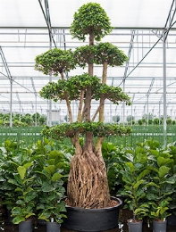 Ficus microcarpa compacta Bonsai 320 cm