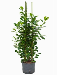 Ficus moclame 3pp 110 cm