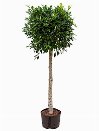 Ficus nitida Stam (160-170) 155 cm