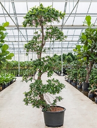 Ficus nitida Stam etage 240 cm