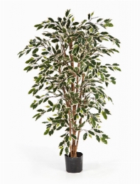 Ficus nitida Var. Vertakt