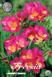 Freesia Pink met 5 zakjes verpakt a 15 bollen