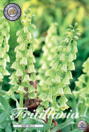 Fritillaria Ivory Bells met 5 zakjes verpakt a 1 bollen