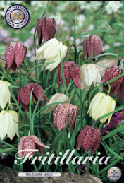 Fritillaria Meleagris Mixed met 5 zakjes verpakt a 15 bollen