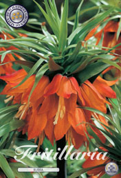 Fritillaria Rubra met 5 zakjes verpakt a 1 bollen