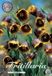 Fritillaria Uva-Vulpis met 5 zakjes verpakt a 10 bollen