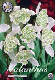 Galanthus Flore Pleno met 5 zakjes verpakt a 7 bollen