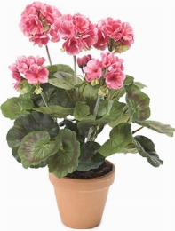 Geranium Bush Pink