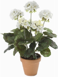 Geranium Bush White