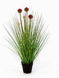 Grass Allium Toef W|red Fl.