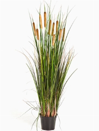 Grass Cattail Bush