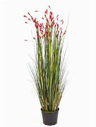 Grass Coral Bush Red