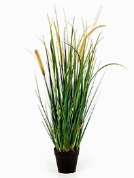 Grass Foxtail Bush