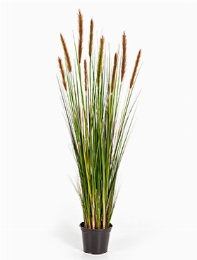 Grass Foxtail Bush