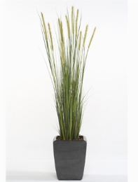 Grass Foxtail Bush