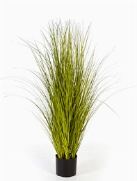 Grass Miscanthus Bush