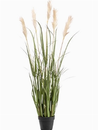 Grass Pampas Bush (5 fl.) 17